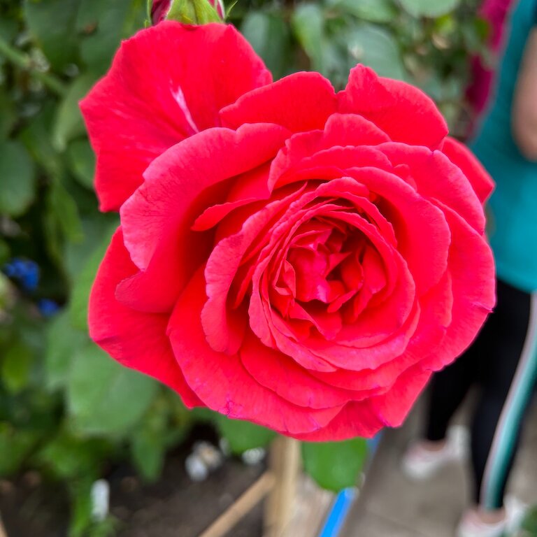 An impressive rose grown by a talented Polycrubber.